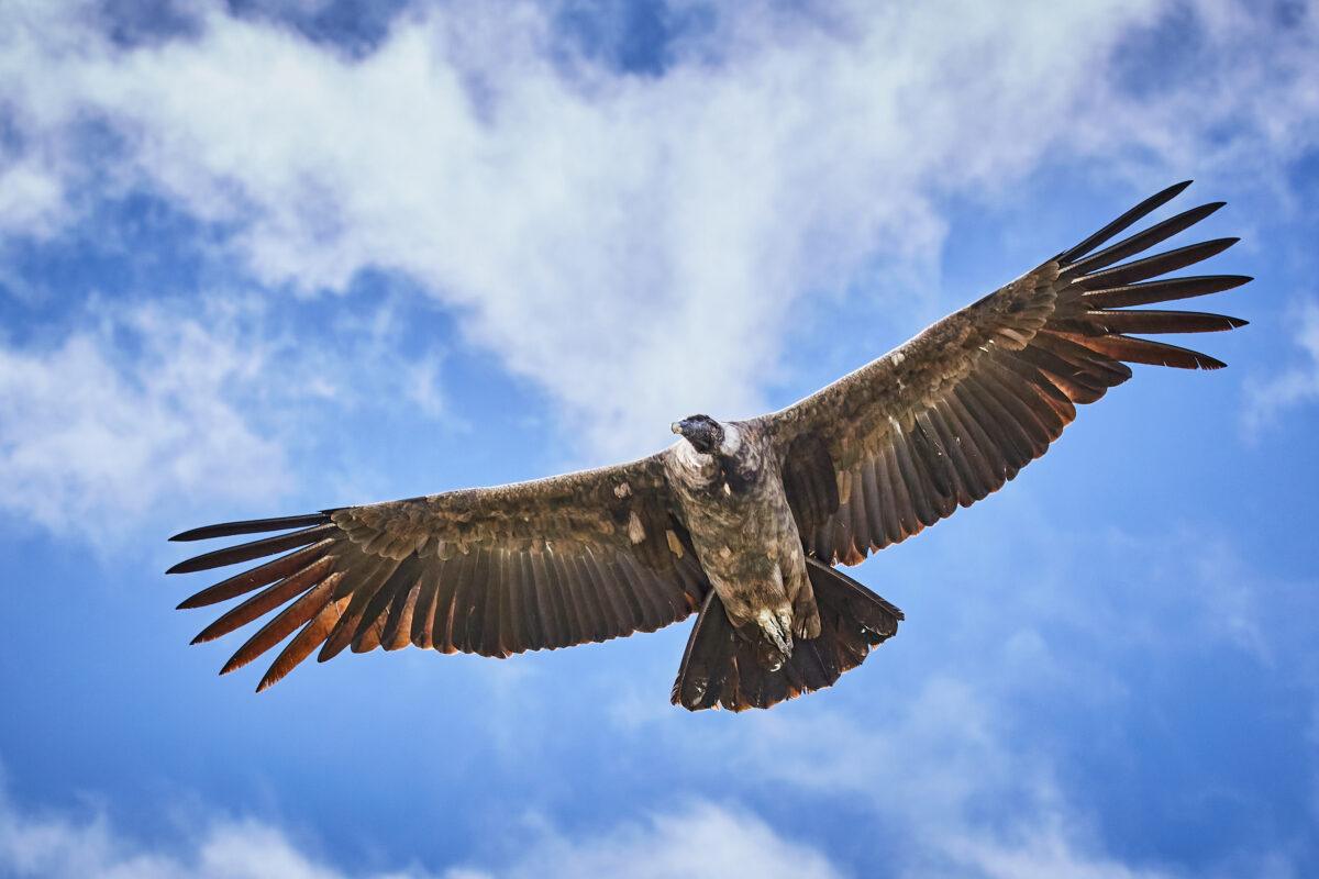 Andean condor flying over the Colca canyon