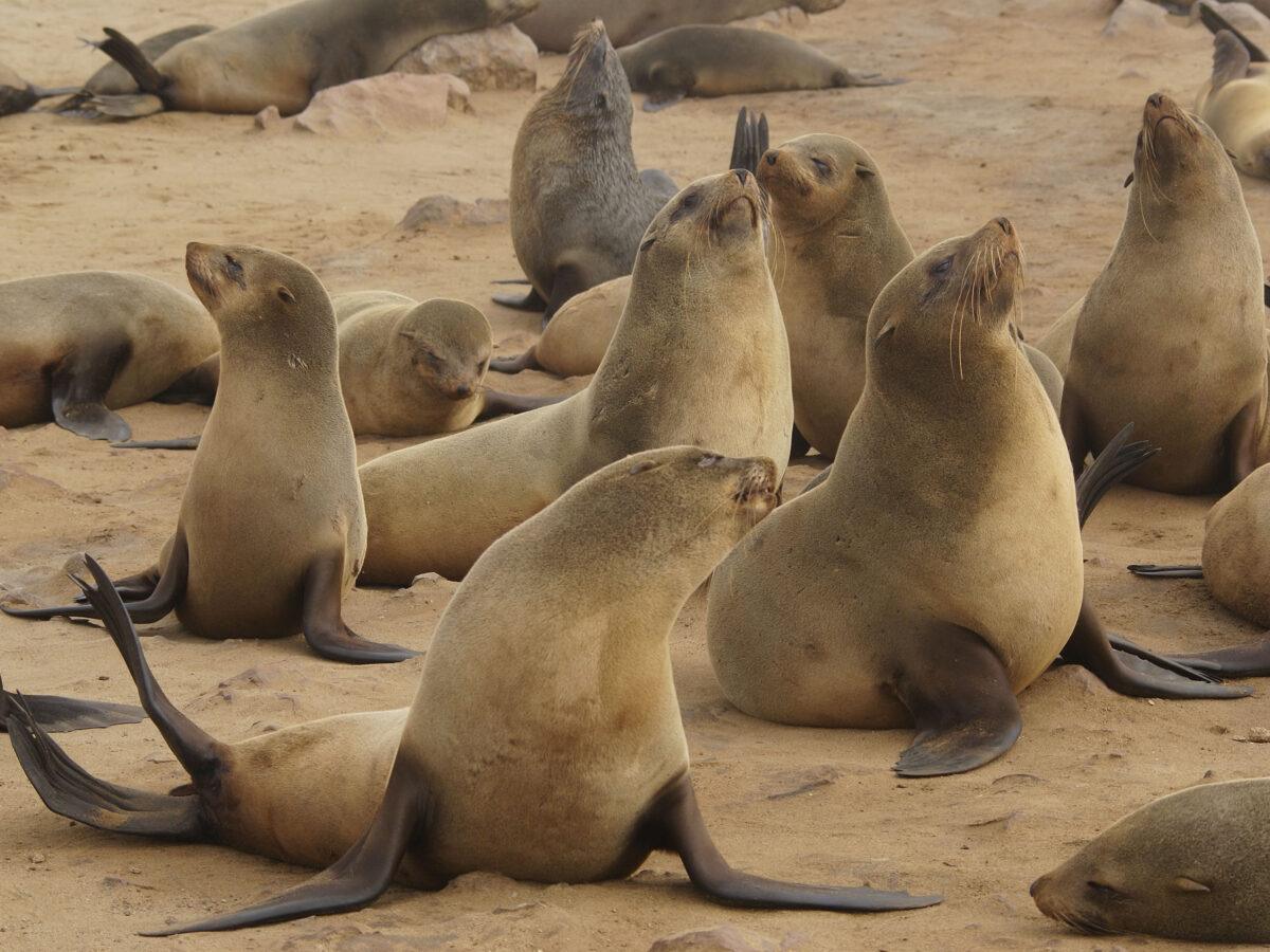 Cape Cross: colony of Cape fur seals, Namibia