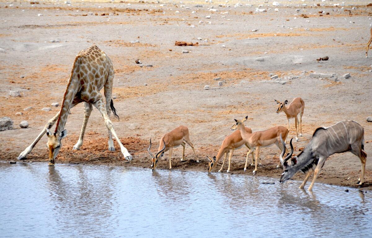 Etosha: giraffe, impalas and kudu at the Chudop waterhole, Namibia