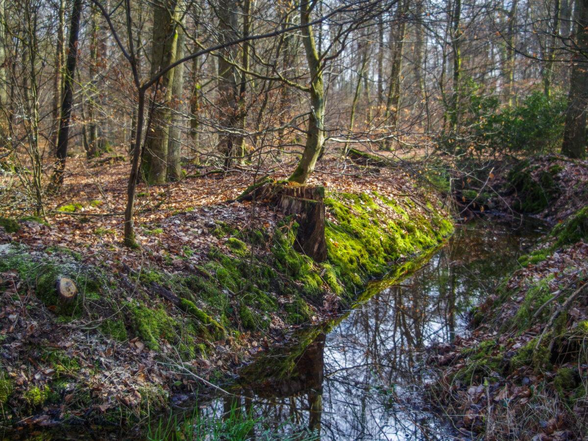 Underwood and mossy ditch in the Haguenau forest, plain atmosphere