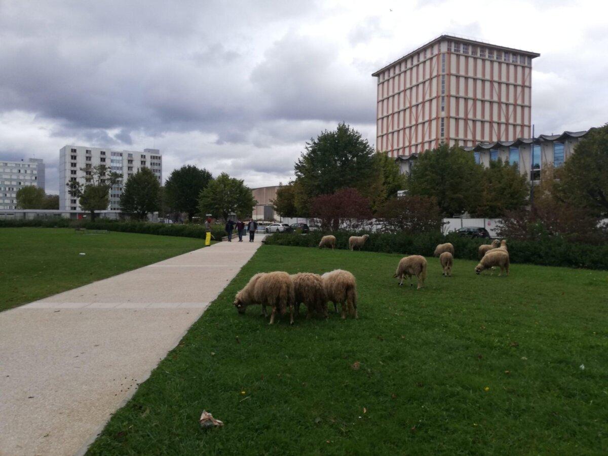 Campus de l’Université Paris Nanterre, esplanade et bâtiments avec un troupeau urbain