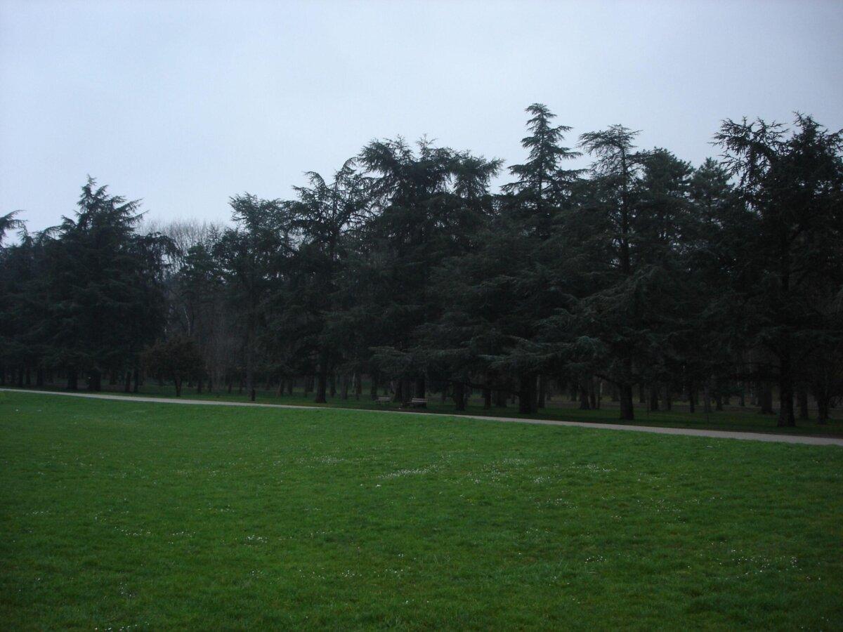 Boisements et plaine de jeux au Parc de Parilly