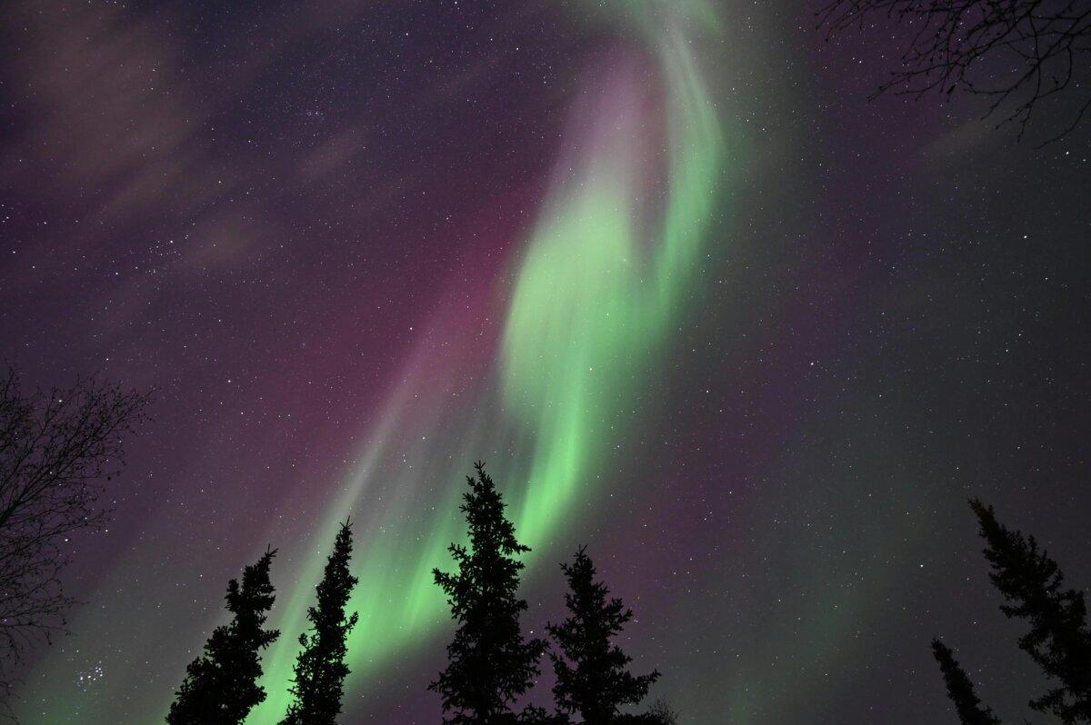 Northern lights above a forest in Canada