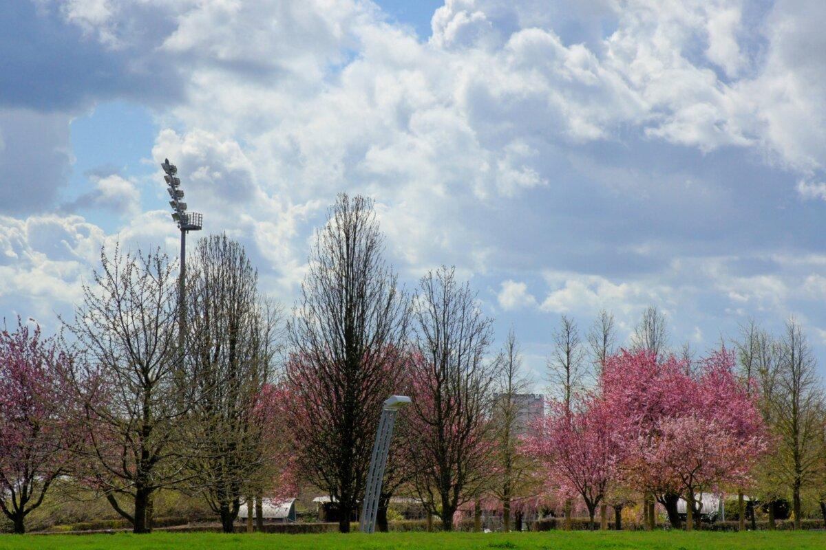 Cerisiers en fleur au parc des Hautes-Bruyères à Villejuif