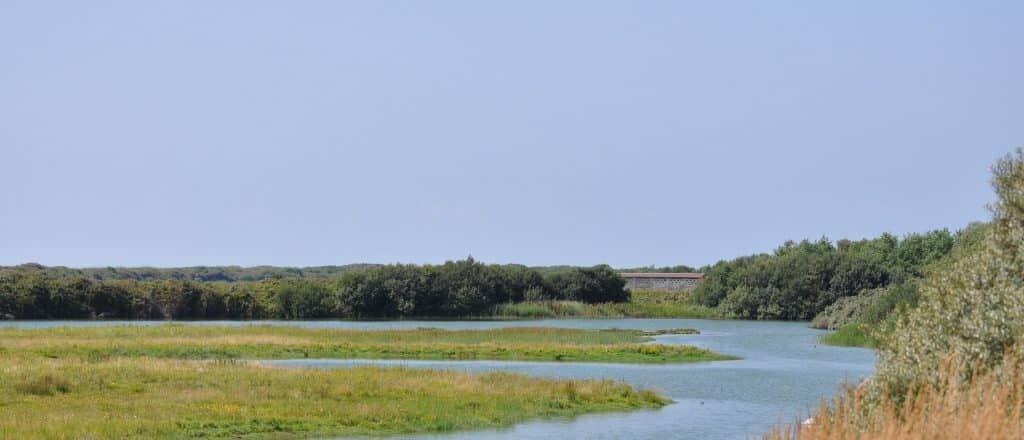 Paisaje tranquilo del Parque del Marquenterre con agua, hierbas y horizonte boscoso