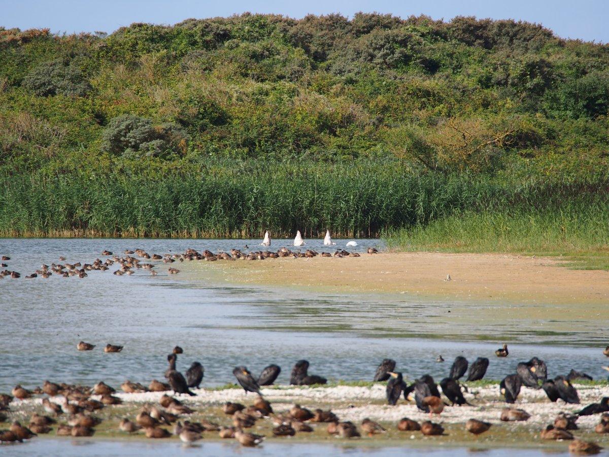Paysage d'eau et d'oiseaux au Parc du Marquenterre
